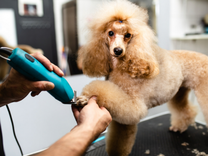 Dog grooming